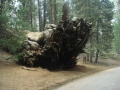Sequoia NP